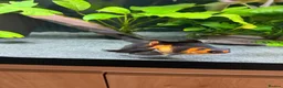 Fancy Goldfish fish for sale: Fluval Roma 240 complete fancy goldfish aquarium  - Advert 3
