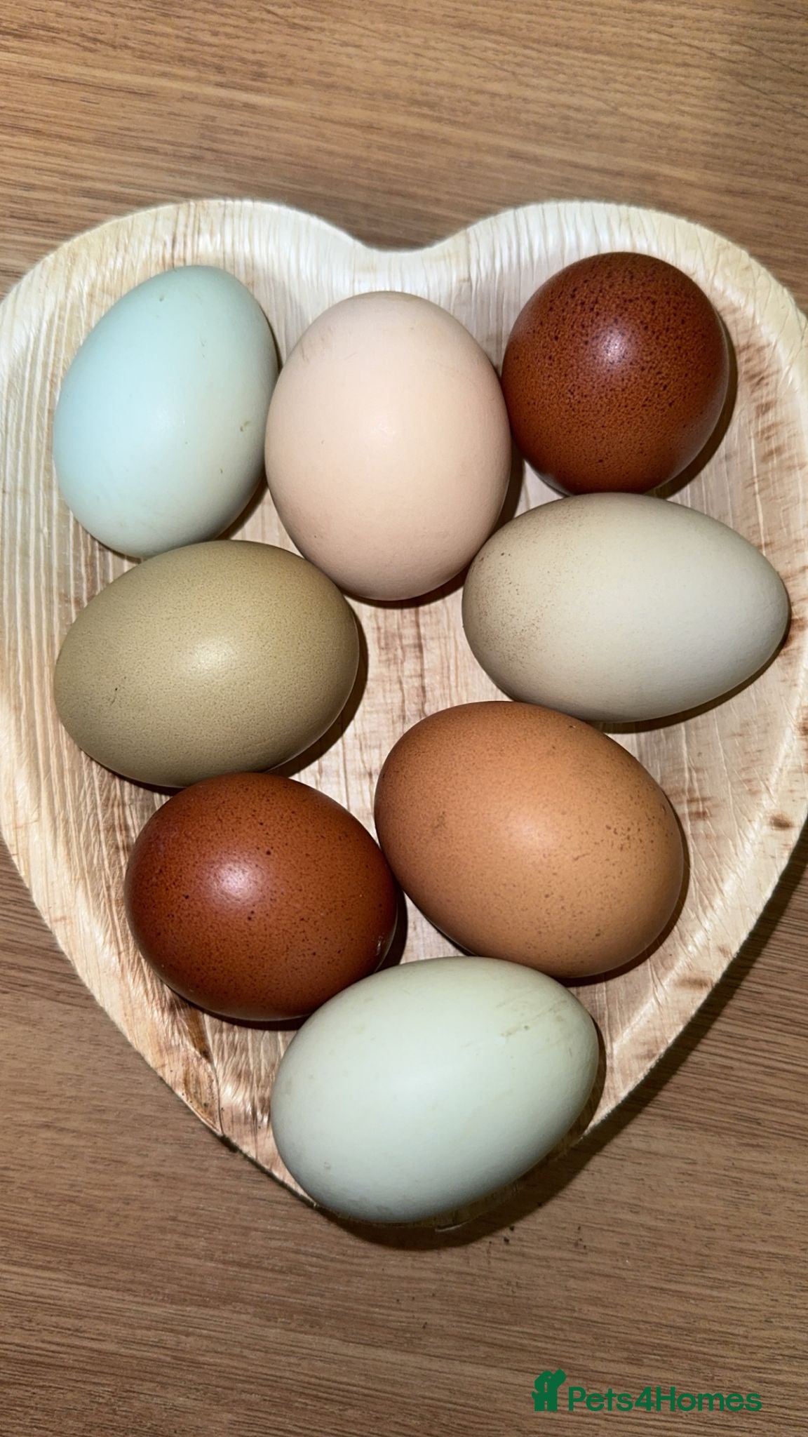 Chickens poultry Hen and Cockrels- for a variety of Coloured Eggs - Advert 2