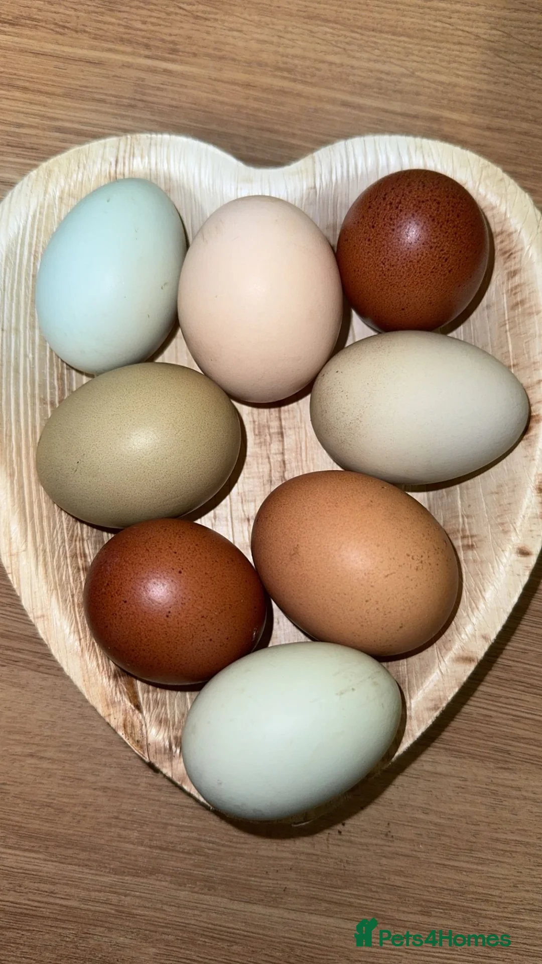 Chickens poultry for sale: Hen and Cockrels- for a variety of Coloured Eggs - Advert 2