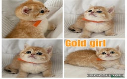 British Shorthair cats for sale: Gold and silver shaded GCCF kittens - Image 12