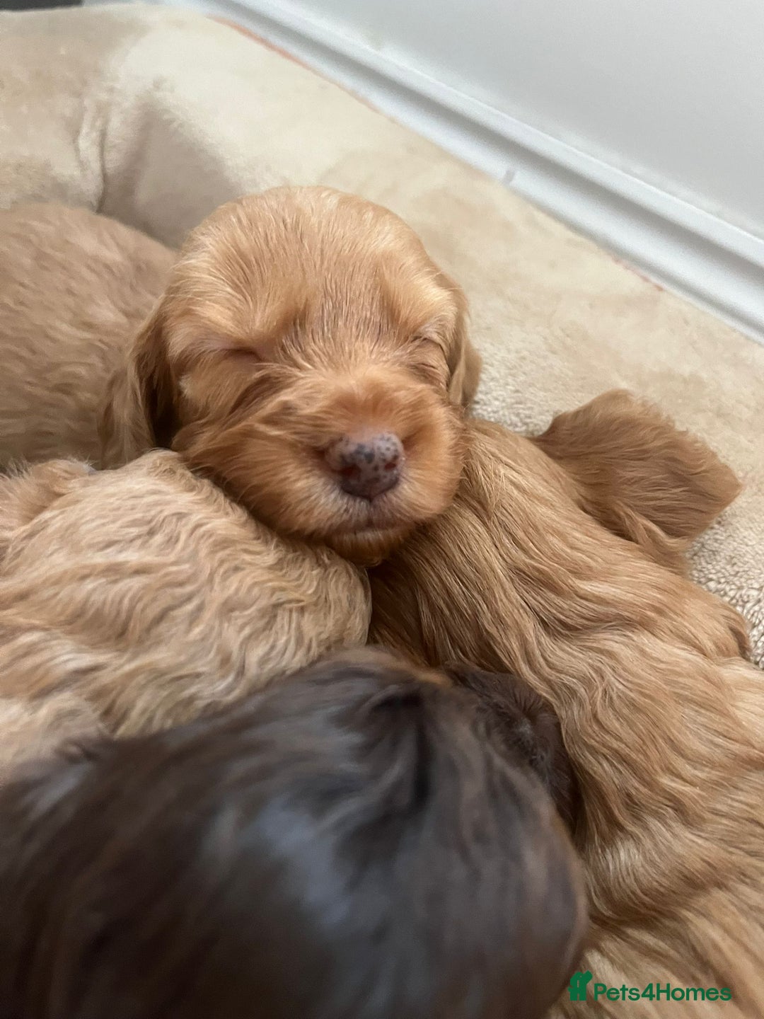 Cockapoo dogs for sale: Beautiful cockapoo puppys  - Advert 3
