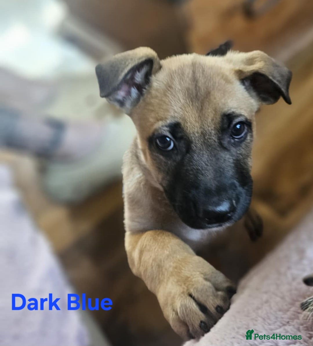 Mixed Breed dogs for sale: 3 puppies left. We have 2 girls and a boy  - Image 8
