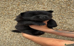 Chow Chow dogs for sale: 🐾Adorable Pedigree Chow Chow Puppies paw - Image 26