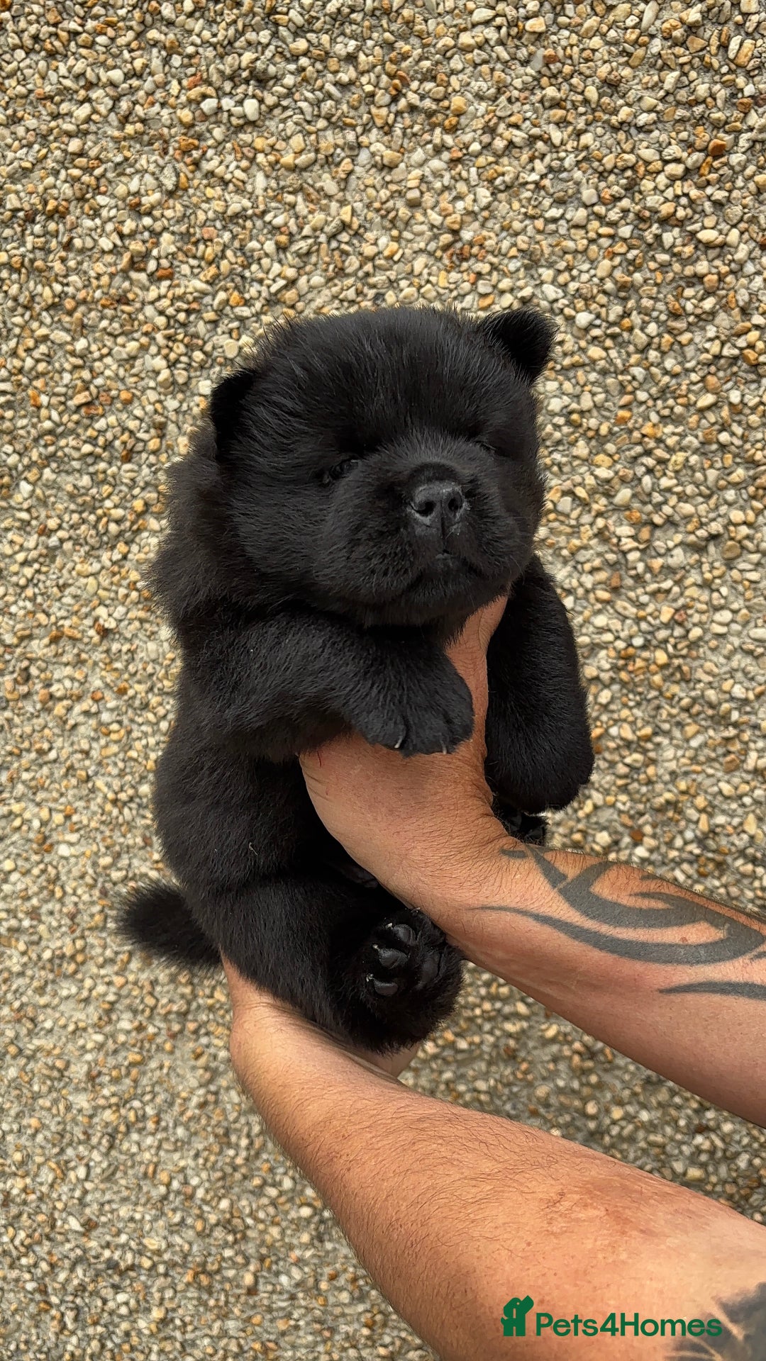 Chow Chow dogs for sale: 🐾Adorable Pedigree Chow Chow Puppies paw - Image 26