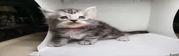 Maine Coon cats for sale: Maine Coon Kittens For Sale (Ready Soon) - Advert 4