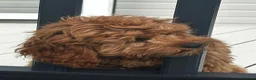 Cavapoo dogs for sale: Red toy Cavapoo puppies - Advert 17