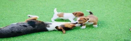 Jack Russell dogs for sale: *** 5 stunning puppies available *** - Advert 3