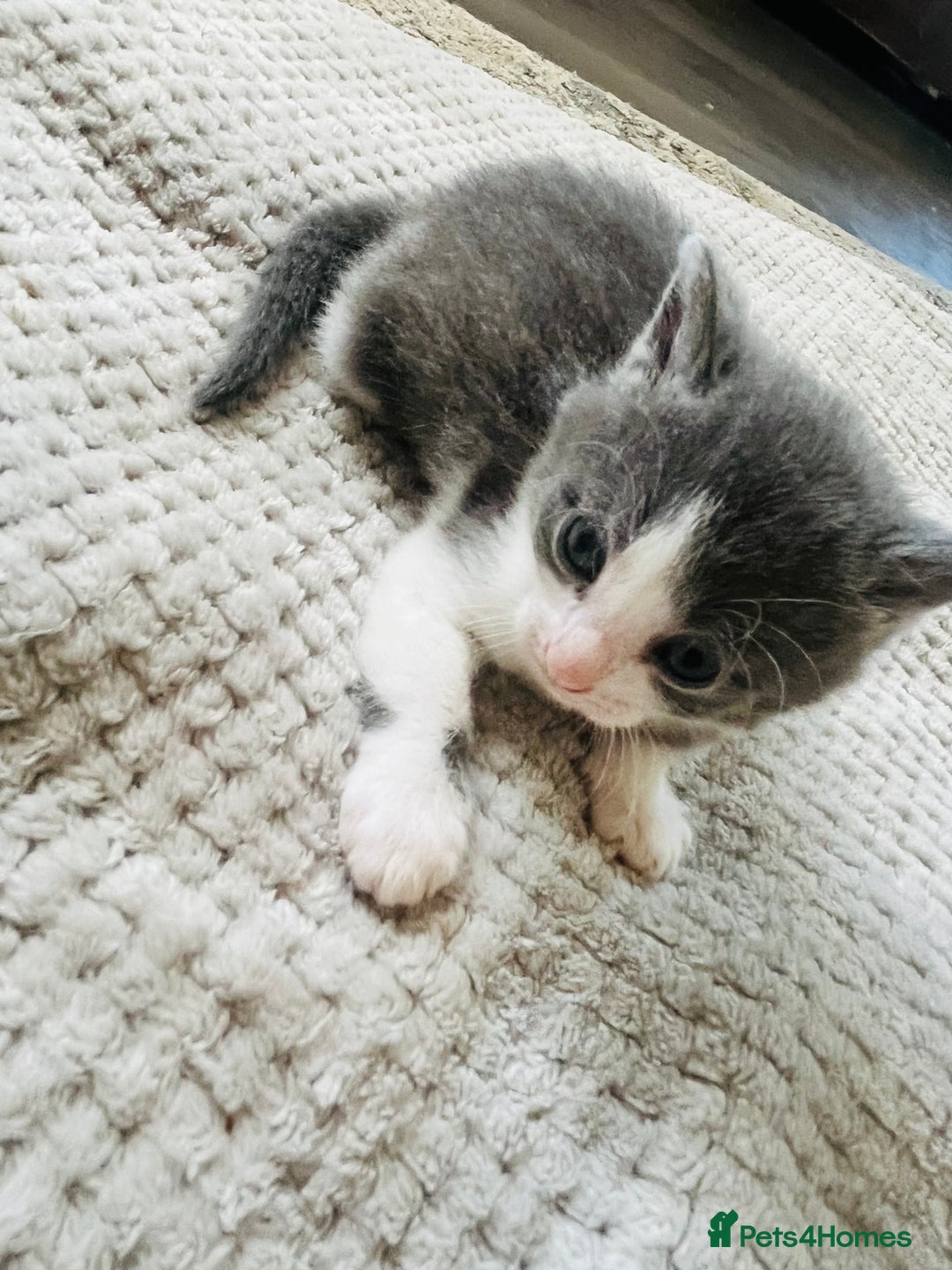 Mixed Breed cats for sale: Gorgeous Grey/White Black/White Kittens - Image 13