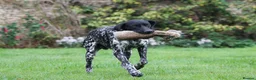 German Shorthaired Pointer dogs for stud: Working GSP Stud  - Advert 4