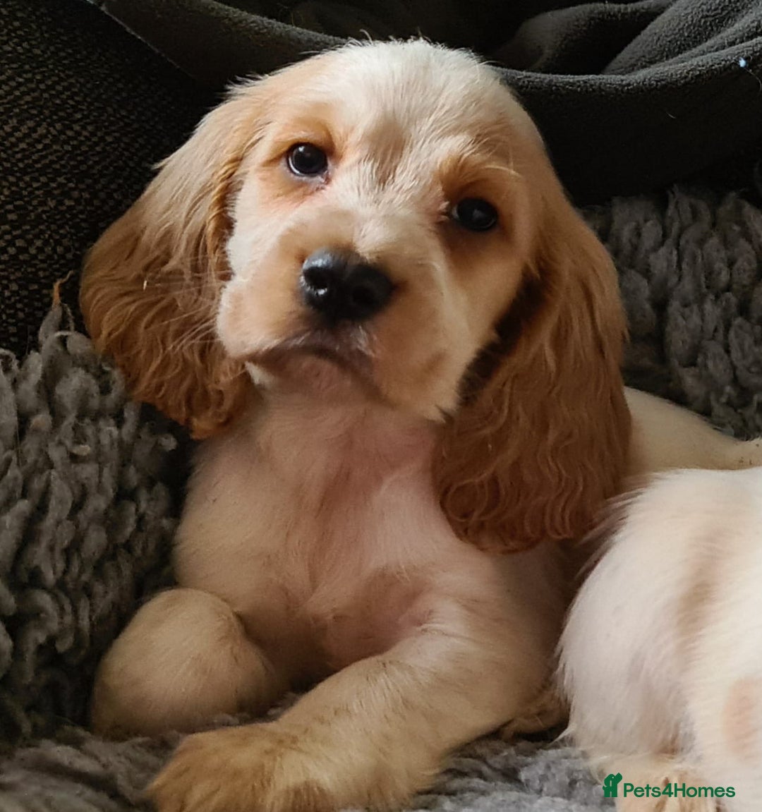 Cocker Spaniel dogs for sale: stunning show quality health tested puppies - Image 3