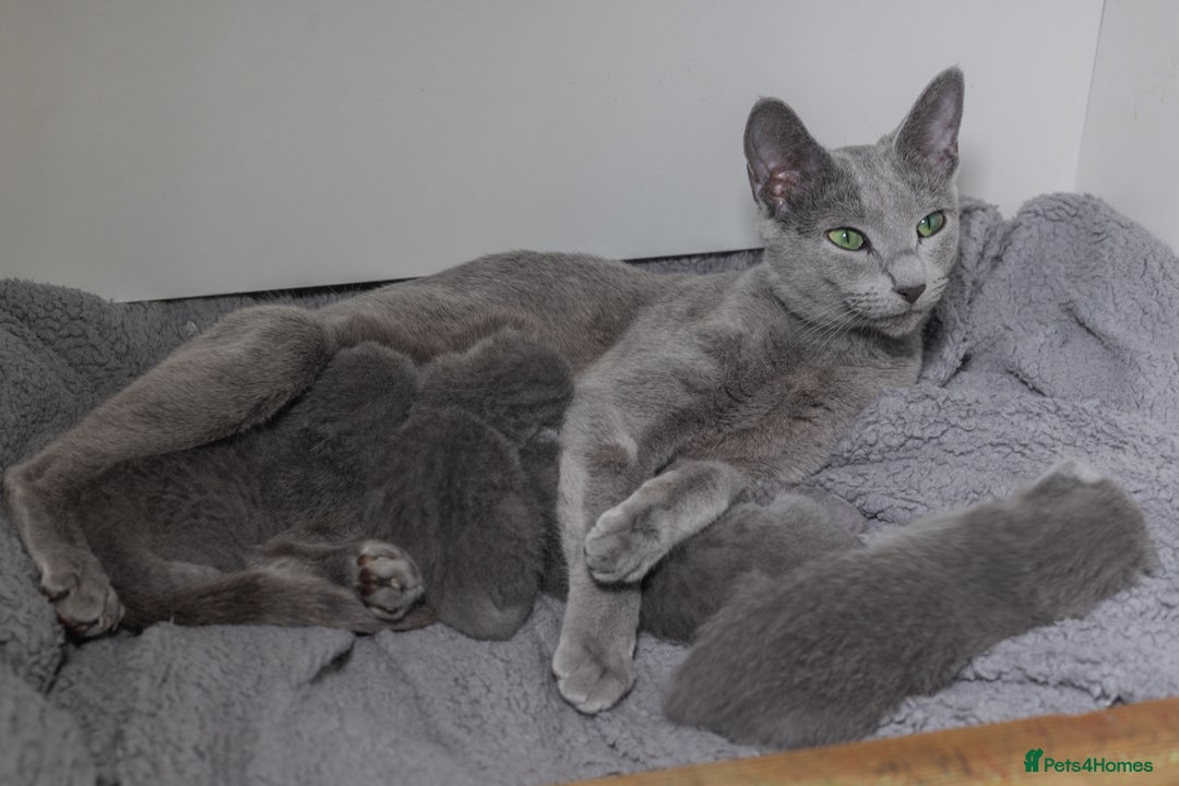 Russian Blue cats for sale: ✨ Exceptional TICA  Russian Blue Kittens Available - Advert 9