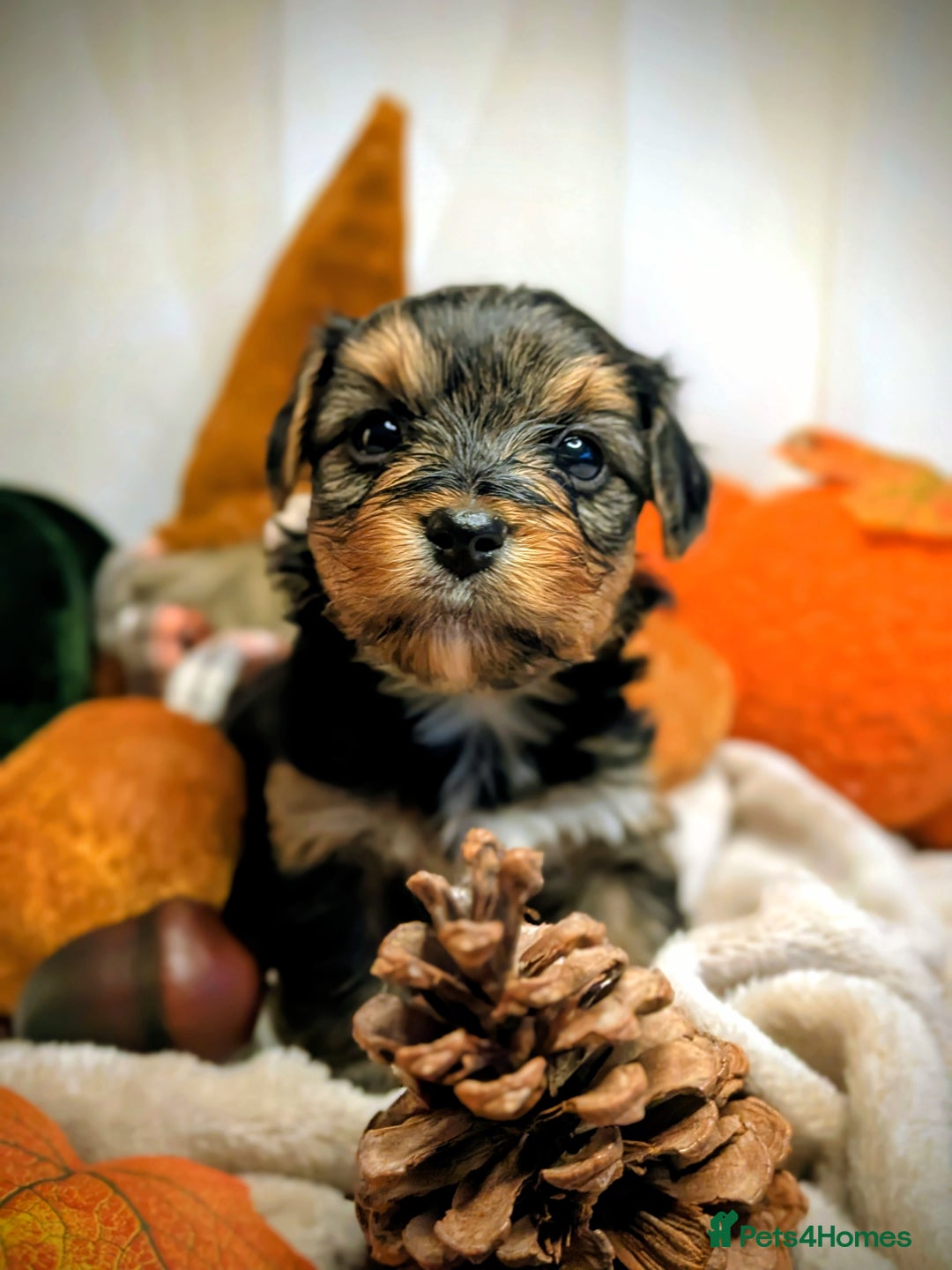 Yorkshire Terrier dogs for sale: 4 week old miniature Yorkshire terriers, 7 males  - Image 5