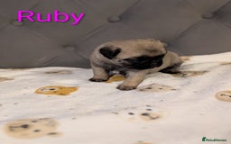 Pug dogs for sale: Pug Puppies - Image 6