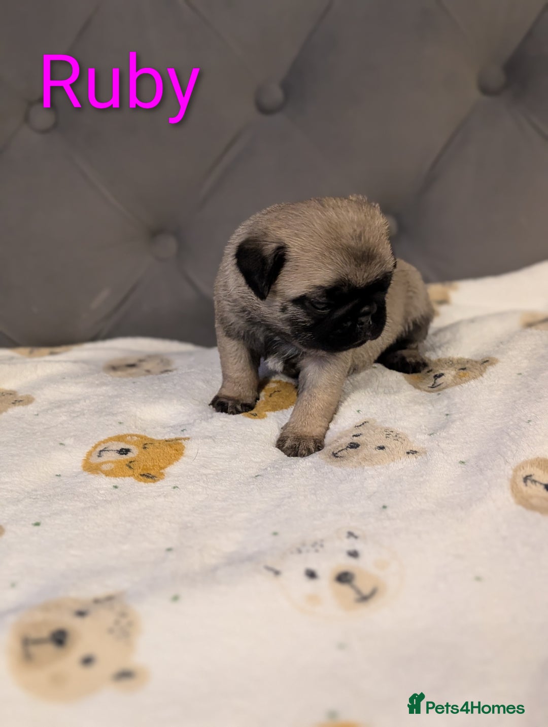 Pug dogs for sale: Pug Puppies - Image 6