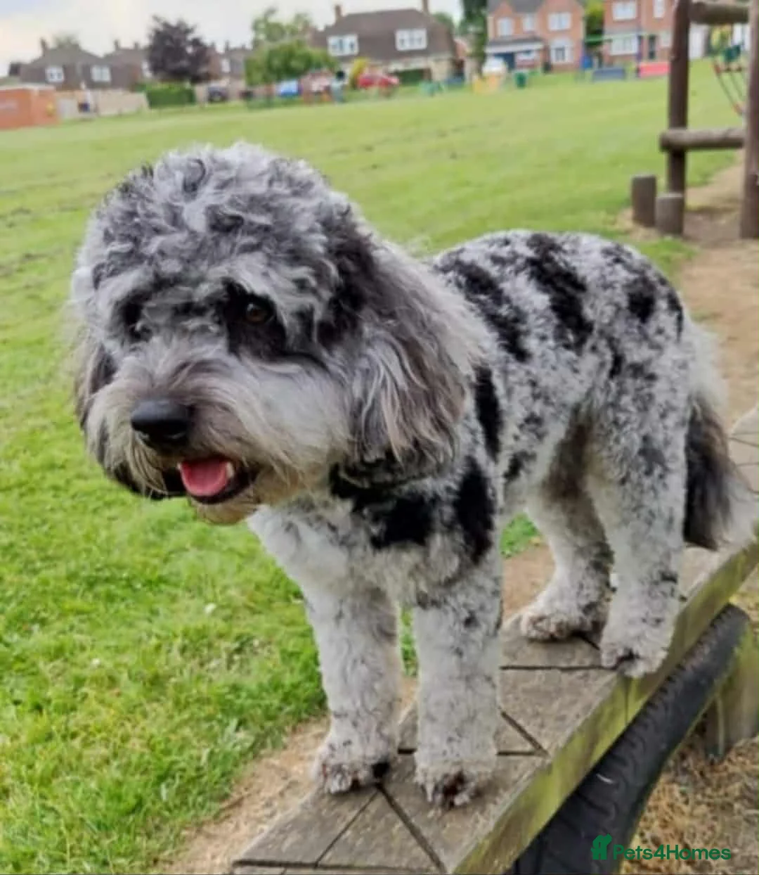 Cavapoo dogs for sale: Cavapoo f1b puppies  - Advert 11