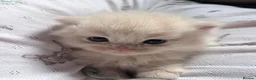 Mixed Breed cats for sale: Beautiful Persian cross kittens  - Advert 5