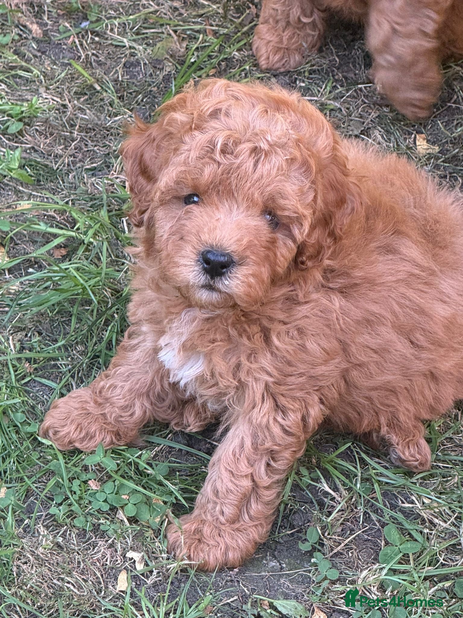 Cavapoo dogs Beautiful Tint Red Cavapoo babies Ready Now - Advert 17