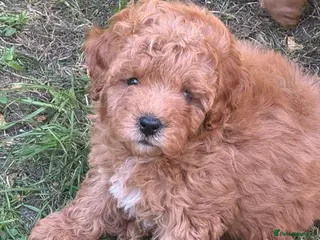 Cavapoo dogs Beautiful Tint Red Cavapoo babies Ready Now - Advert 12