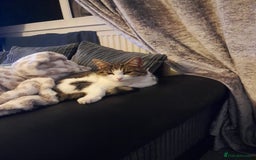 Domestic Shorthair cats for sale: Female domestic shorthair white and tabby - Image 2