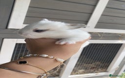 English Spot rabbits for sale: gorgeous lop x English spot - Image 7