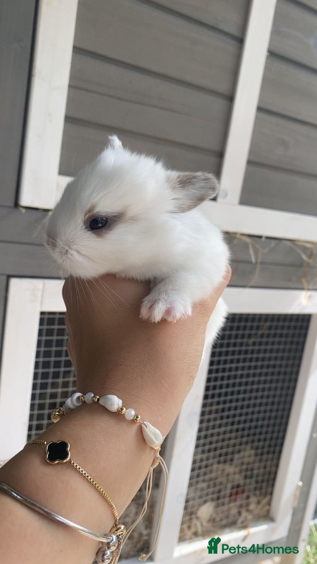 English Spot rabbits for sale: gorgeous lop x English spot - Image 7