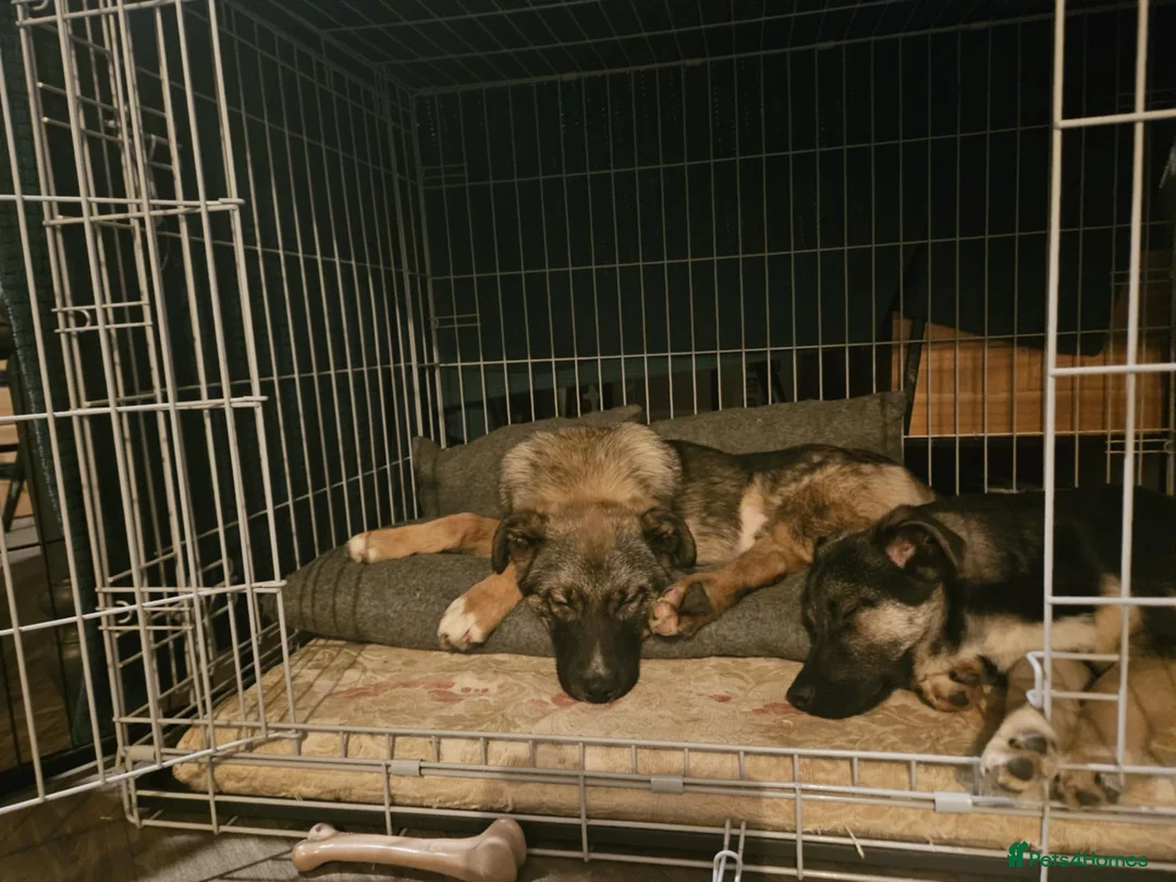 Mixed Breed dogs for adoption: Cute Colby for Adoption!  - Advert 7