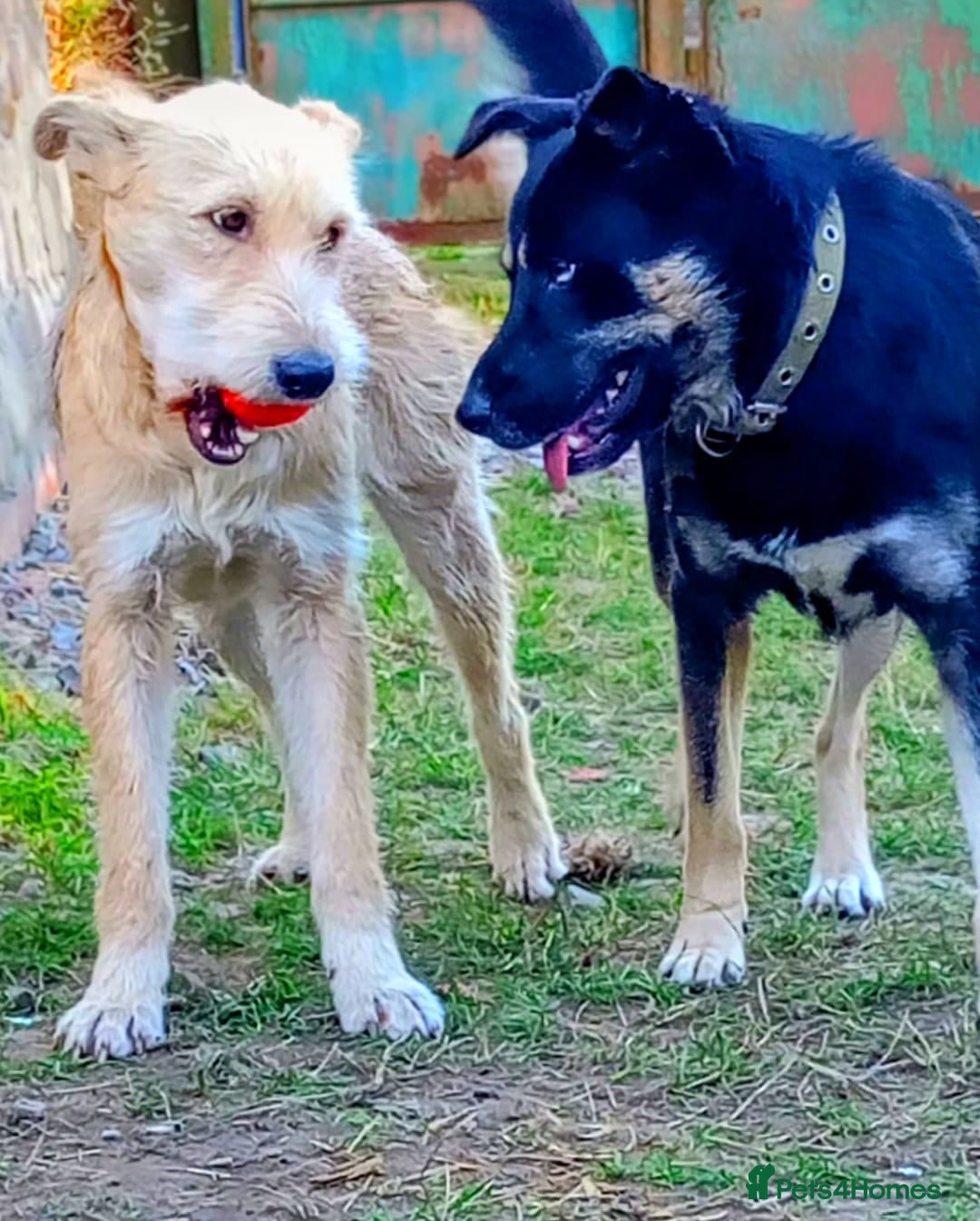 Mixed Breed dogs for adoption: 💖🐶 LUCHIA 🐶💖 - Advert 10