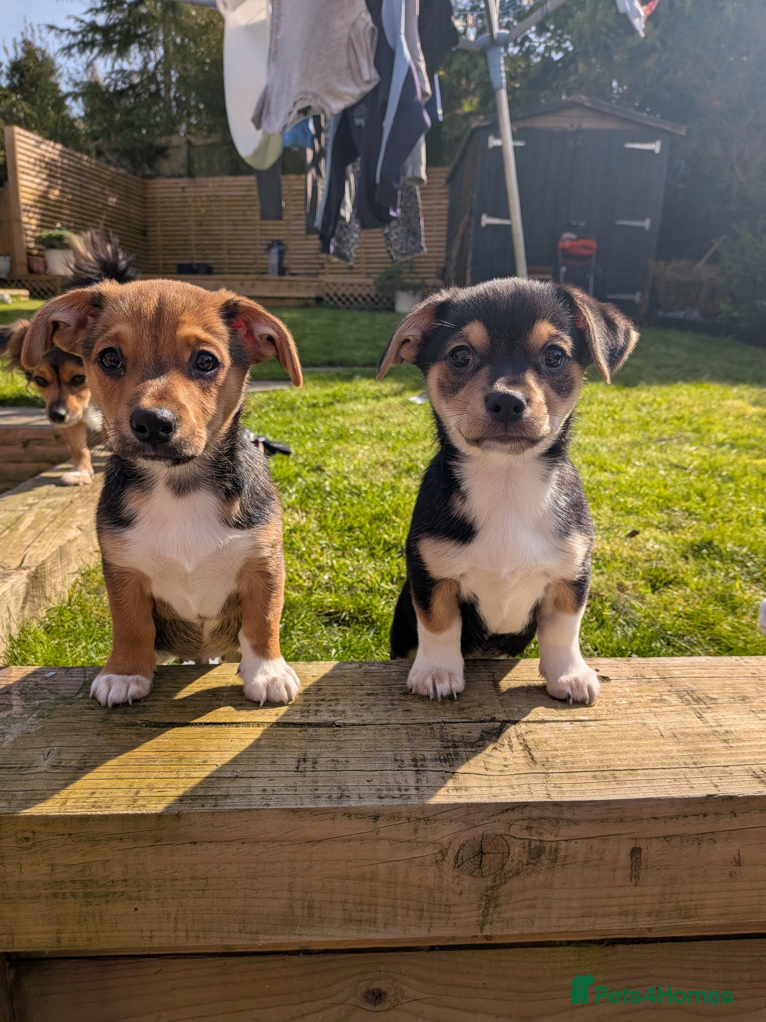 Mixed Breed dogs 2 boys left. Terrier X chihuahua  - Advert 1