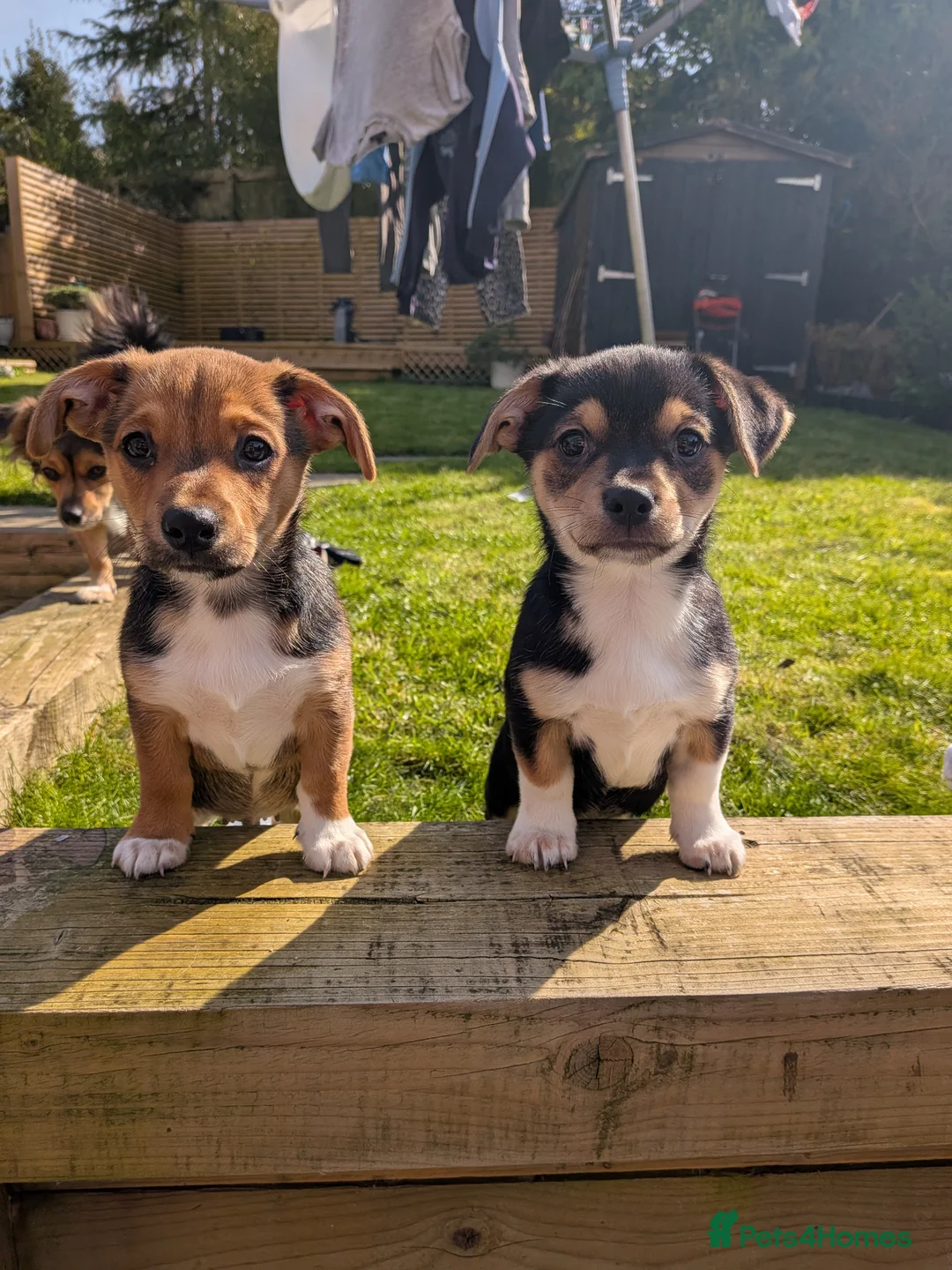 Mixed Breed dogs for sale: 2 boys left. Terrier X chihuahua  in Dorchester - Advert 1