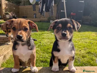 Mixed Breed dogs 2 boys left. Terrier X chihuahua - Advert 1