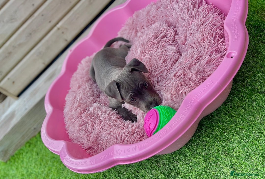 Staffordshire Bull Terrier dogs for sale: Blue StaffordshireBull Terrier Champion Pup - Image 7