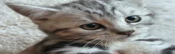 British Shorthair cats for sale: GCCF Rare Show Quality BSH Silver Tabby Kittens  - Advert 27