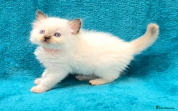 Ragdoll cats for sale: PEDIGREE GCCF REG CHAMPION LINE RAGDOLL KITTENS - Image 22