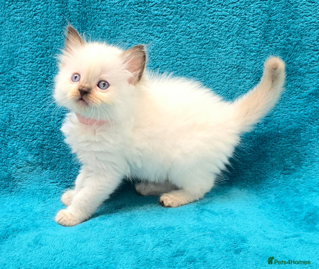 Ragdoll cats for sale: PEDIGREE GCCF REG CHAMPION LINE RAGDOLL KITTENS - Image 22