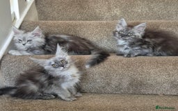 Maine Coon cats for sale: Registered maine coon kittens  - Image 4