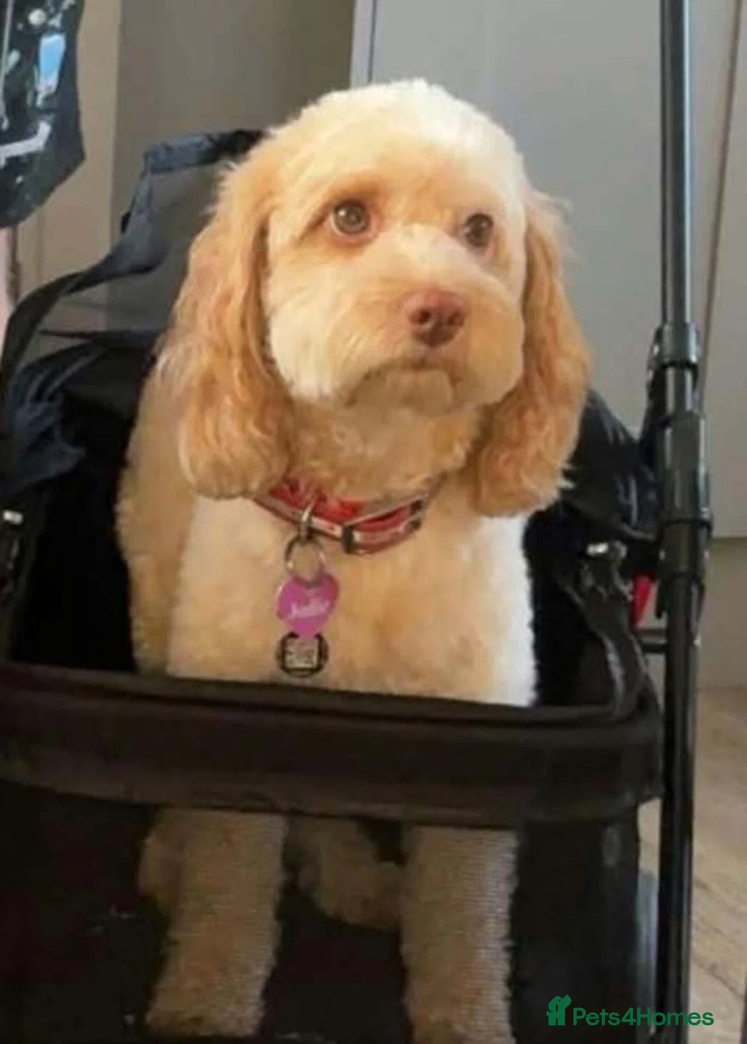 Cockapoo dogs for sale: 1 male cockapoo ready to go to a new home in Pontefract - Advert 2