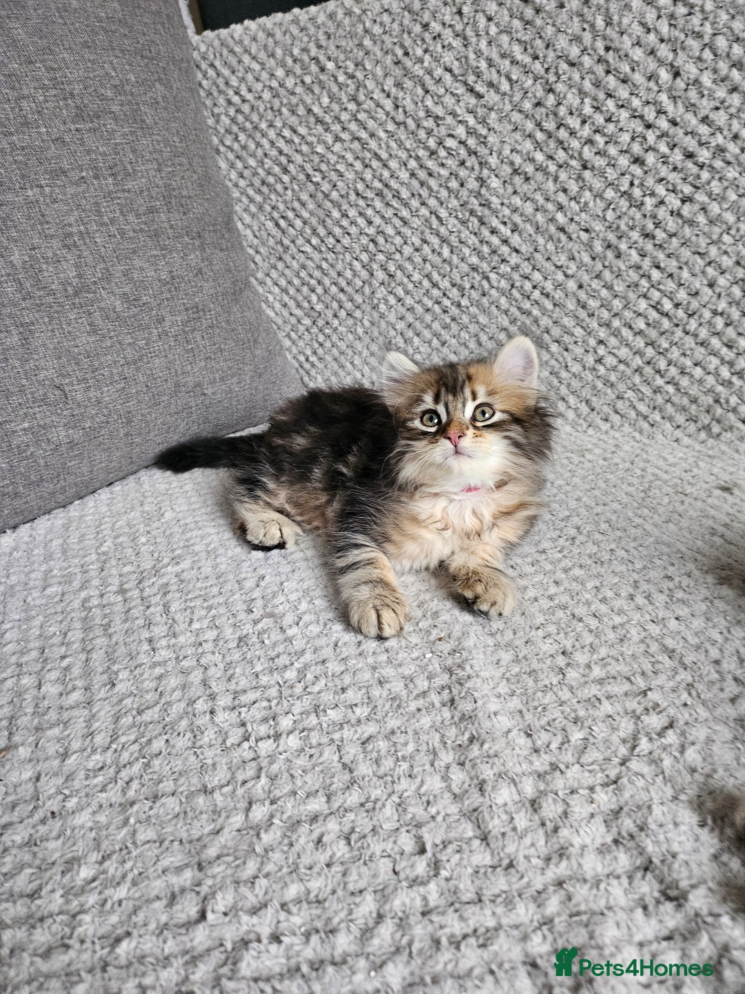 Siberian cats for sale: Pedigree Siberian Kittens from Loving Home - Advert 9