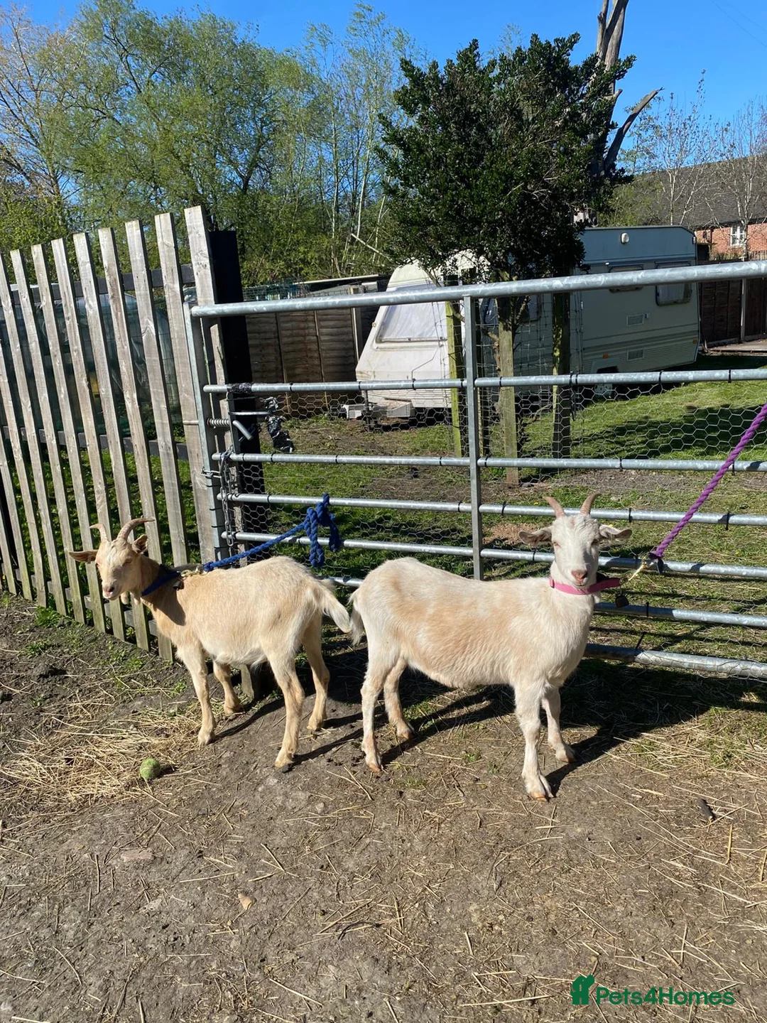 Goats livestock for sale: A pair of goats, 1 female Nancy, 1 wether Walter in Leeds - Advert 1