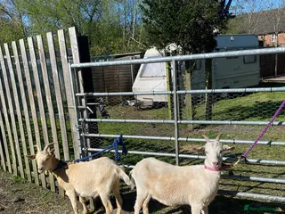 Goats livestock A pair of goats, 1 female Nancy, 1 wether Walter - Advert 4
