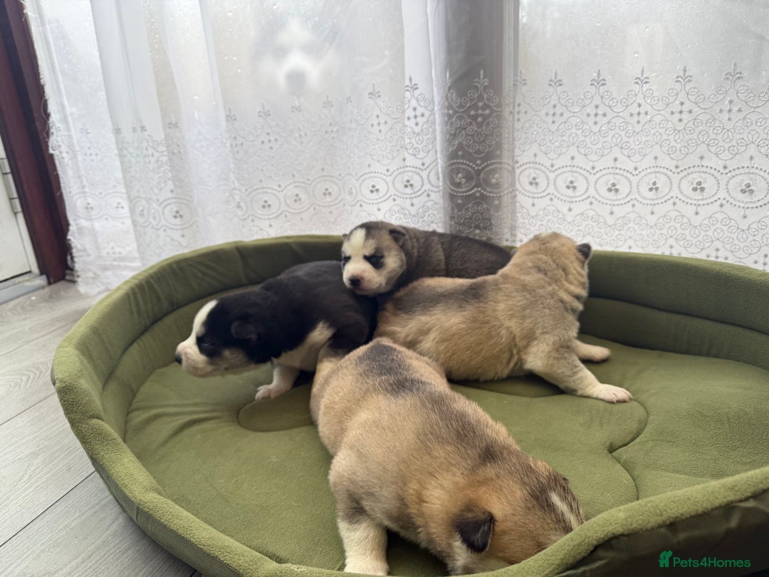 Siberian Husky dogs for sale: Puppies Siberian Huskies  - Advert 5