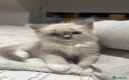 Ragdoll cats for sale: Ragdoll kittens - Image 2