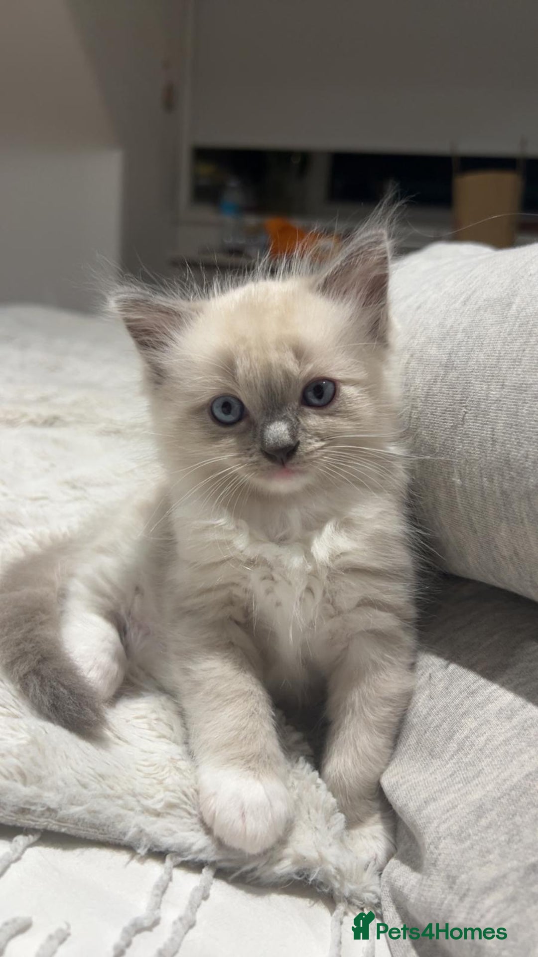 Ragdoll cats for sale: Ragdoll kittens - Image 2