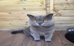 British Shorthair cats for sale: British short hair boys - Image 10