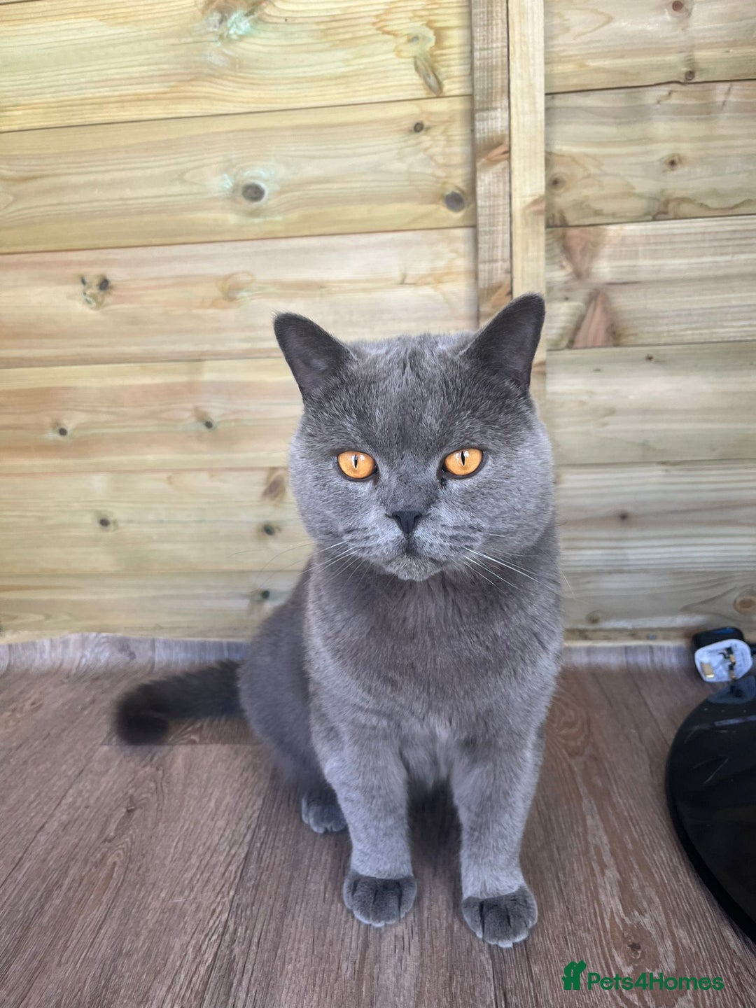 British Shorthair cats for sale: British short hair boys - Image 10
