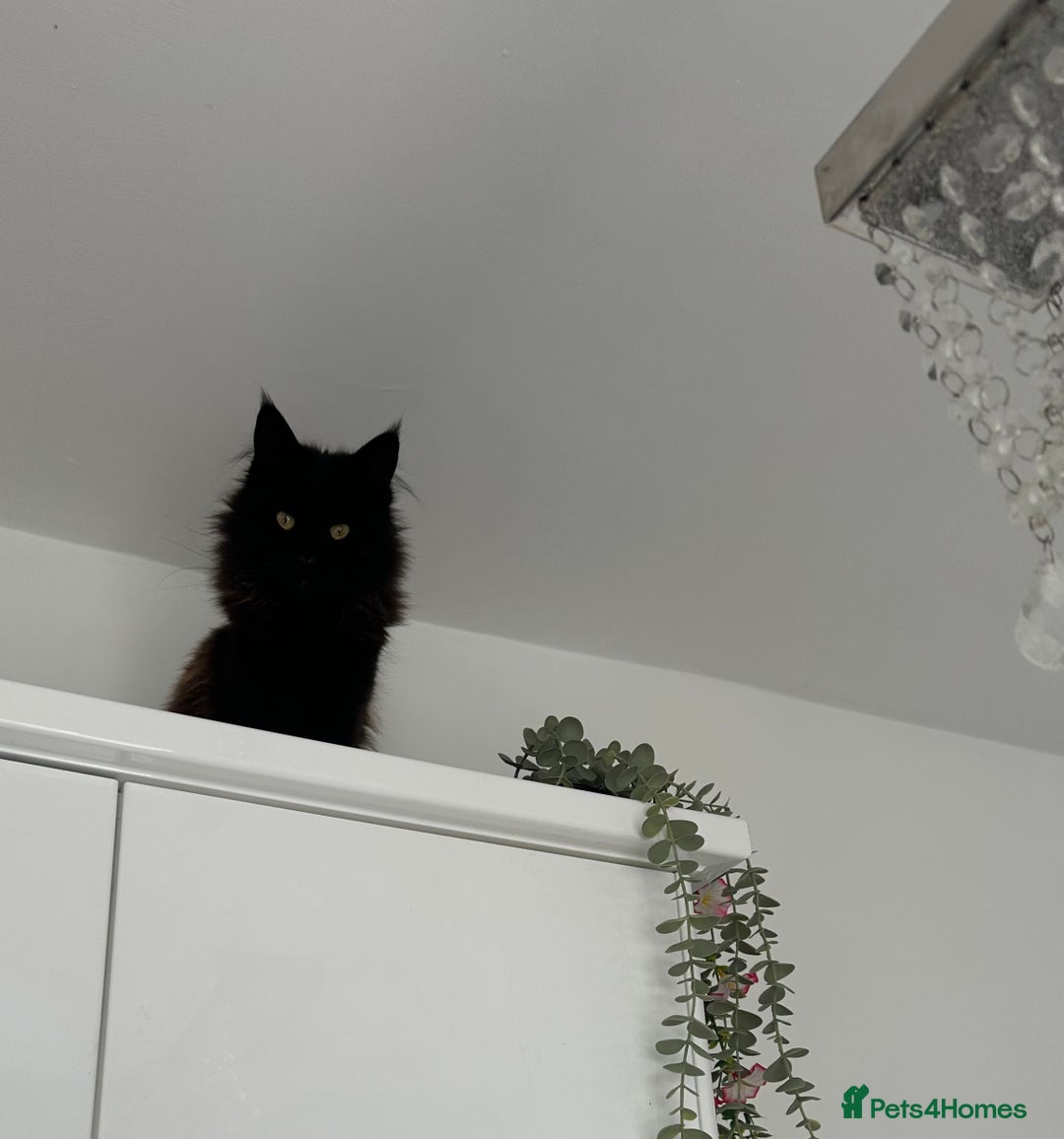 Maine Coon cats for sale: Male MaineCoon - Image 7
