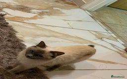 Ragdoll cats for sale: Beautiful 1.5 Year Ragdoll Female Cat - Advert 5