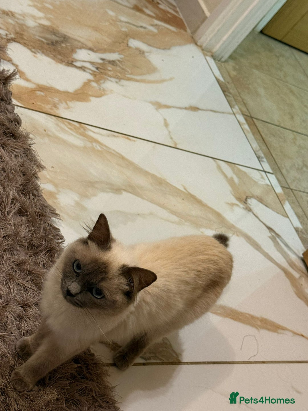Ragdoll cats for sale: Beautiful 1.5 Year Ragdoll Female Cat - Advert 5