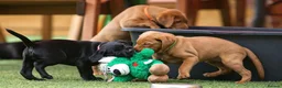 Labrador Retriever dogs for sale: Outstanding fully health tested fox red and black  - Advert 8