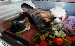 Guinea Pig rodents for sale: Herd of Guinea Pigs - Image 3