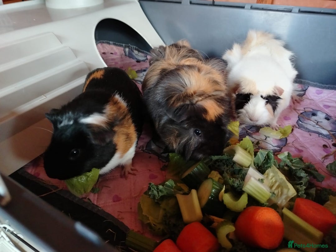Guinea Pig rodents for sale: Herd of Guinea Pigs - Image 3